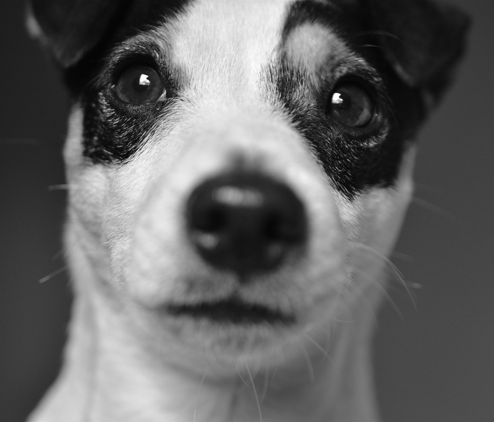 Dog Before Photo